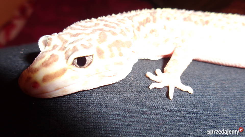 Gekon Lamparci Bielsko-Biała sprzedam
