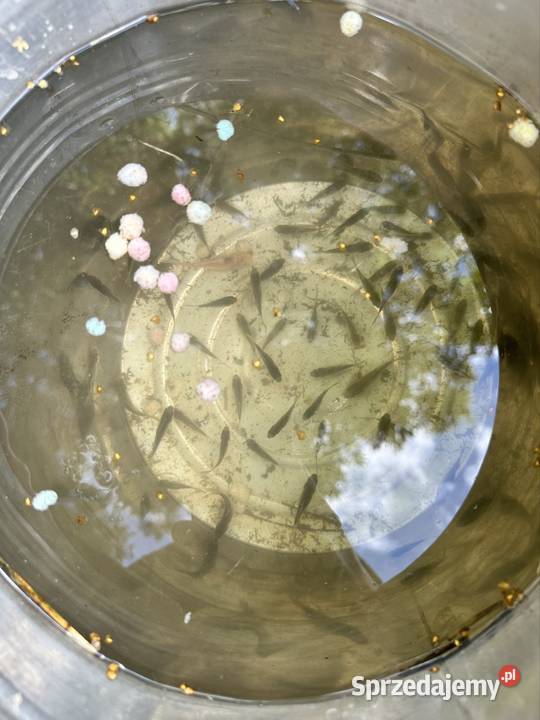 Na rybę Karasia kolorowego do oczka małopolskie Zasań