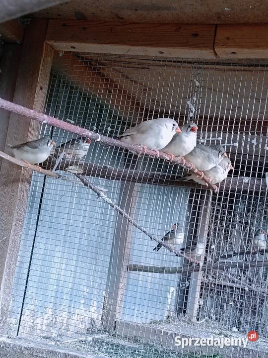 Zeberki wystawowe Jastrzębie-Zdrój