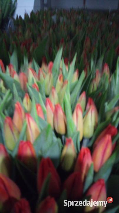 Tulipan cięty na 8 marca Pozostałe śląskie