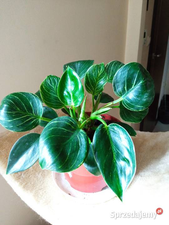 Piękne syngonium 10 Białystok