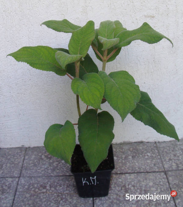 HORTENSJA KOSMATA Macrophylla sadzonki w kujawsko-pomorskie