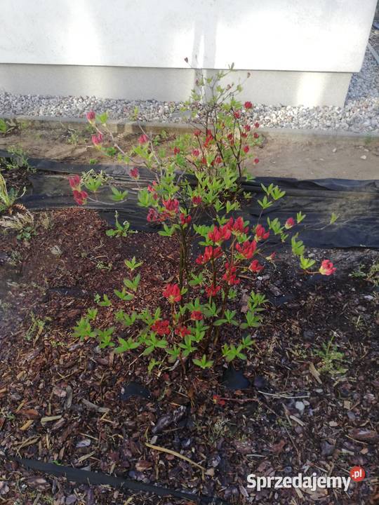 Usługi ogrodnicze pielęgnacja i zakładanie Pielęgnacja ogrodów i trawników mazowieckie