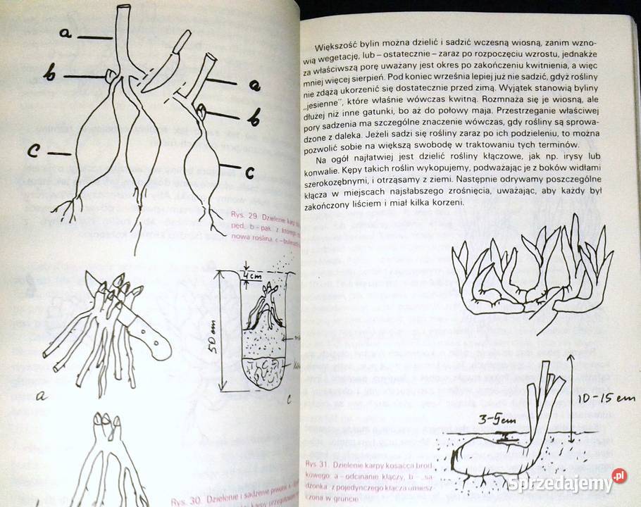 Działka piękny bukiet Izabela Kiljańska Chełm