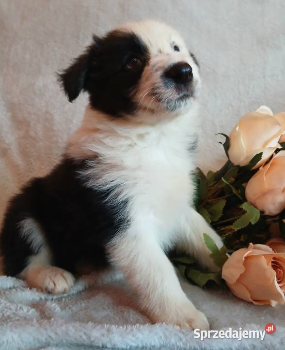 Border collie piesek Toruń