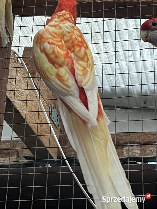 Rozele Królewska Pastel