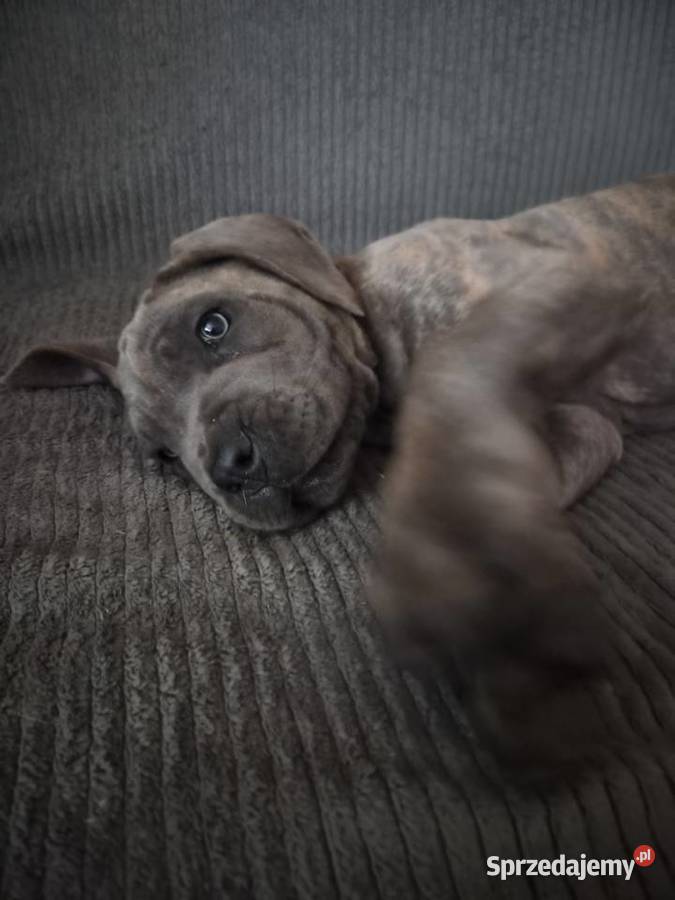 Cane corso Italiano Mogilno sprzedam
