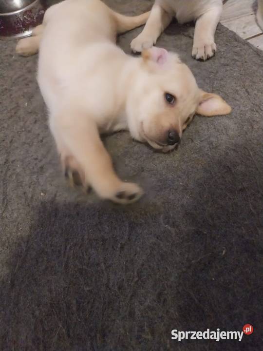 Labrador retriever Labrador Słupca sprzedam