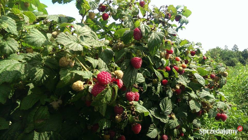 Sprzedam Sadzonki Maliny Letniej Polichna Sprzedajemy Pl