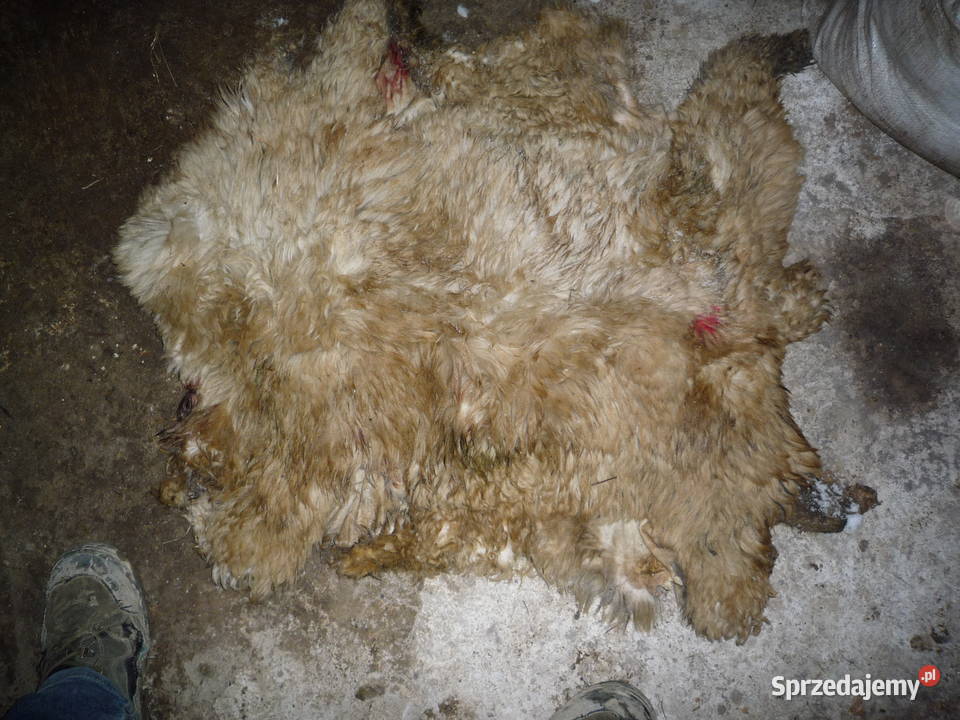 Skóry owcze krowie cielęce surowe podkarpackie Chmiel