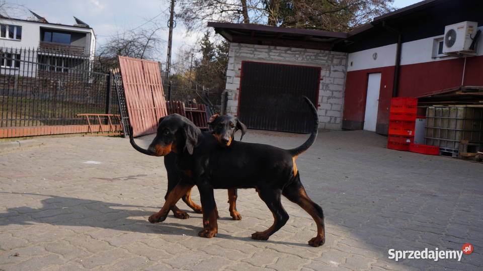 Szczeniaki doberman kujawsko-pomorskie