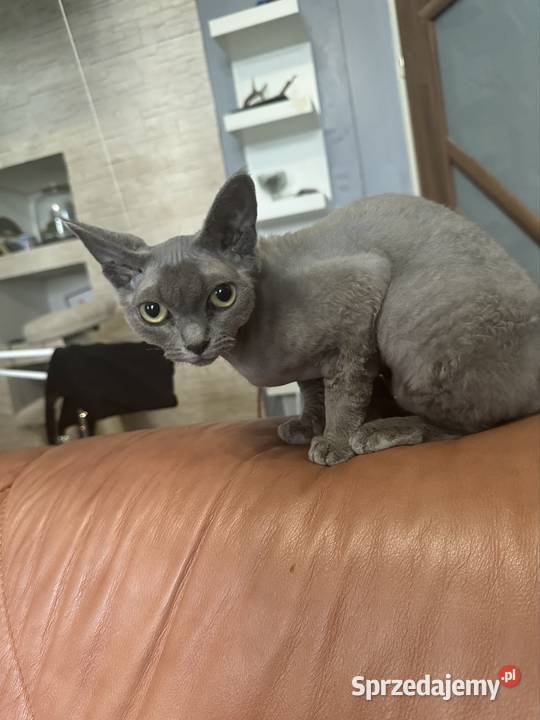 Kotka devon rex 15roku Łódź