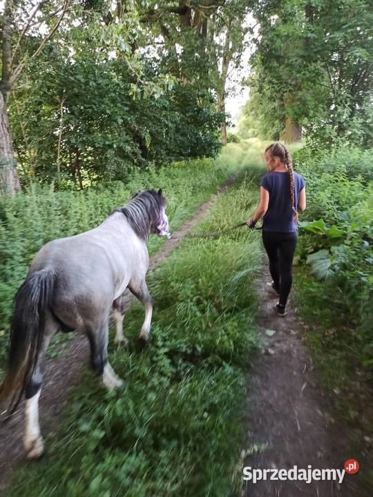 4letni Ogier Walijski Reńska Wieś