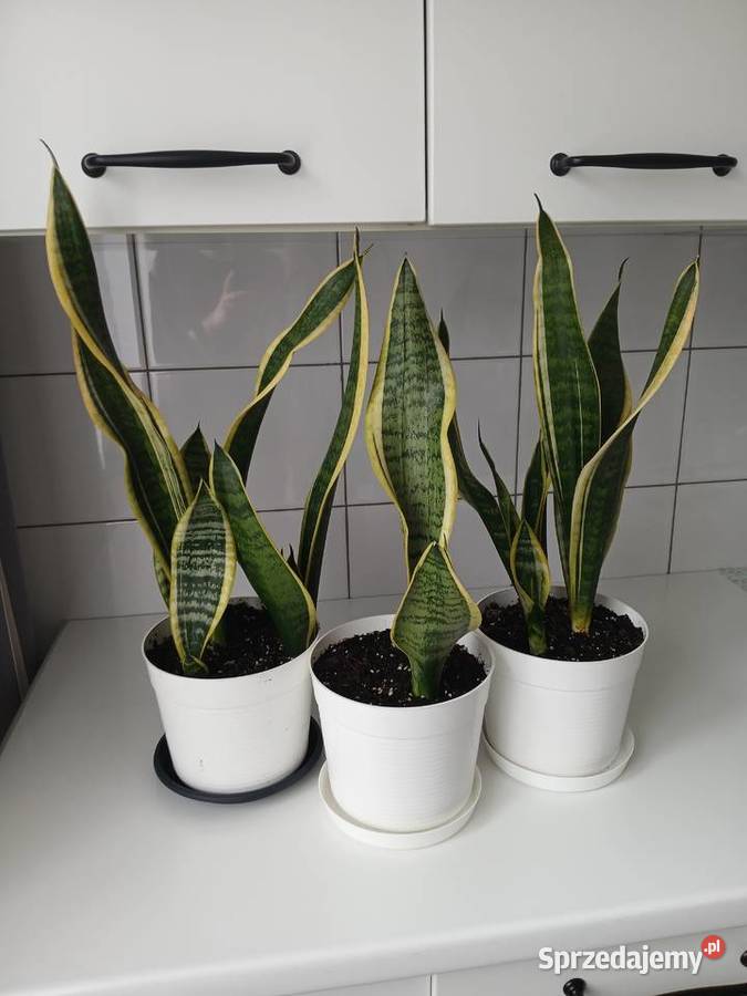 Sansewieria Futura Superba Sansevieria 57 Częstochowa