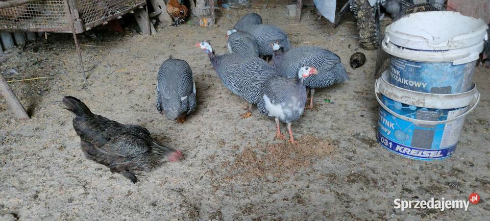 Sprzedam perliczki wszystkie z 25 roku Tokarówka sprzedam