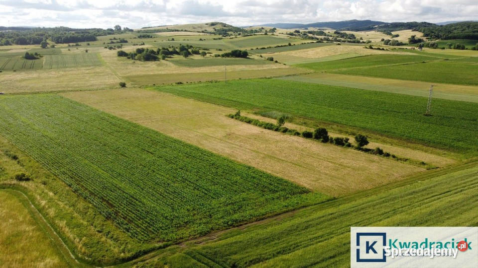 sprzedaży działki 14528m2 Długie sprzedam