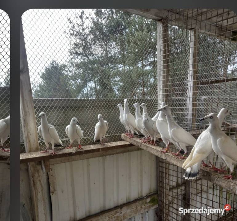 Sprzedam gołębie srebrniaki Ozorków