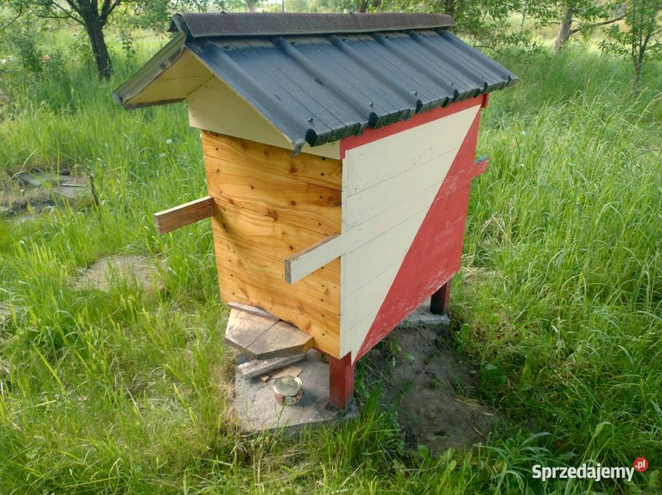 NA PSZCZOŁY WARSZAWSKIE SZEROKIE MAJĄ 3 LATA Zahajki-Kolonia sprzedam
