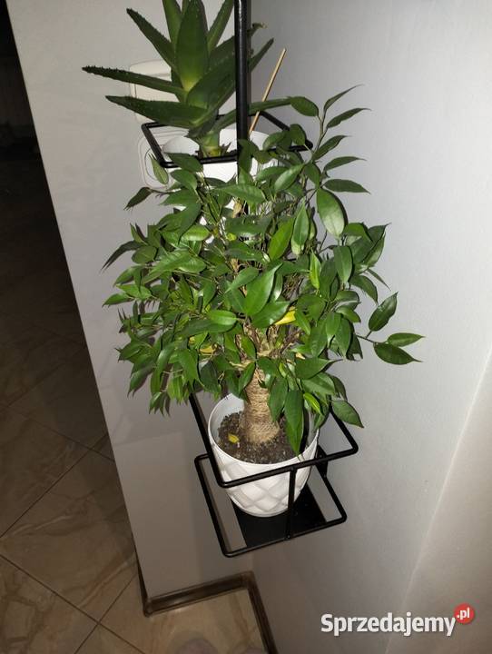 Kwietnik Włocławek