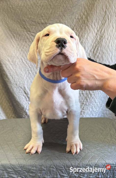 Szczeniak Dog Argentyński ZKwP FCI krycie Gończyce sprzedam