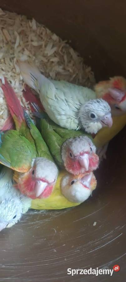 Papugi rudosterki ręcznie karmione sprzedam