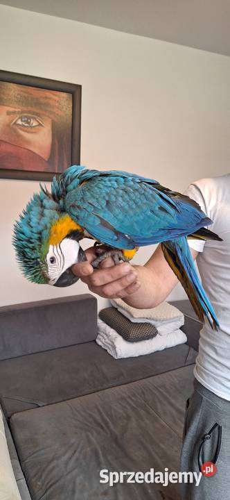 Sprzedam młode 4 msc Ary