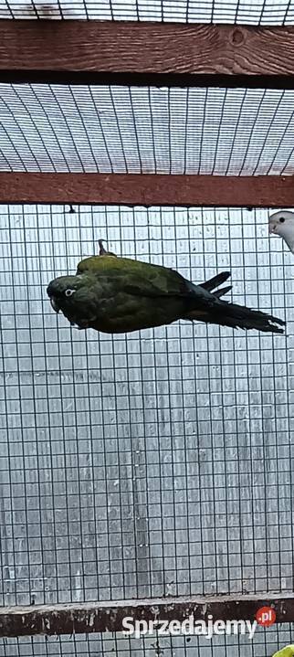 Sprzedam papugi