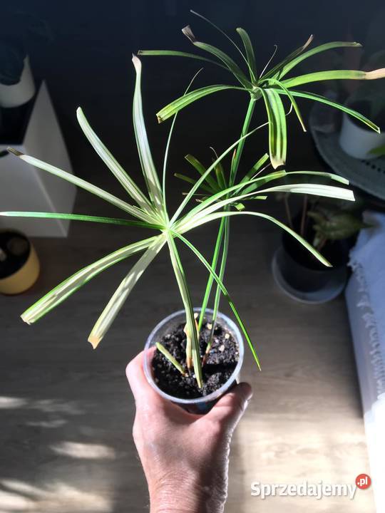 Cibora papirus wariegata Warszawa