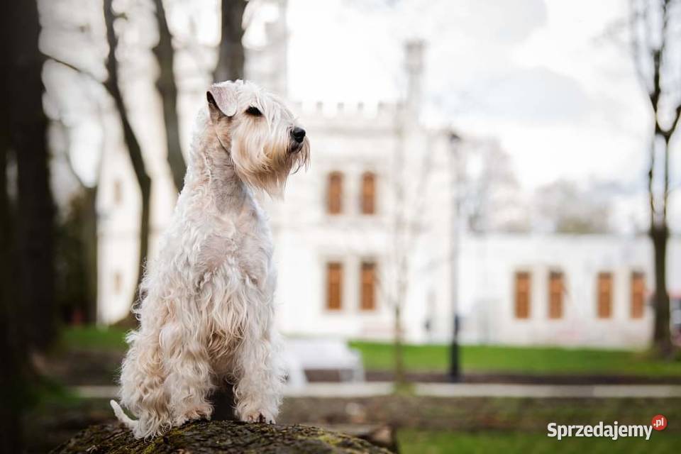 Irish soft coated wheaten terrier terier Psy Brwinów sprzedam