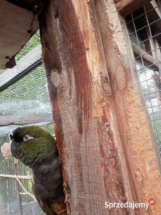 Patagonka oswojona Ptaki Brusy