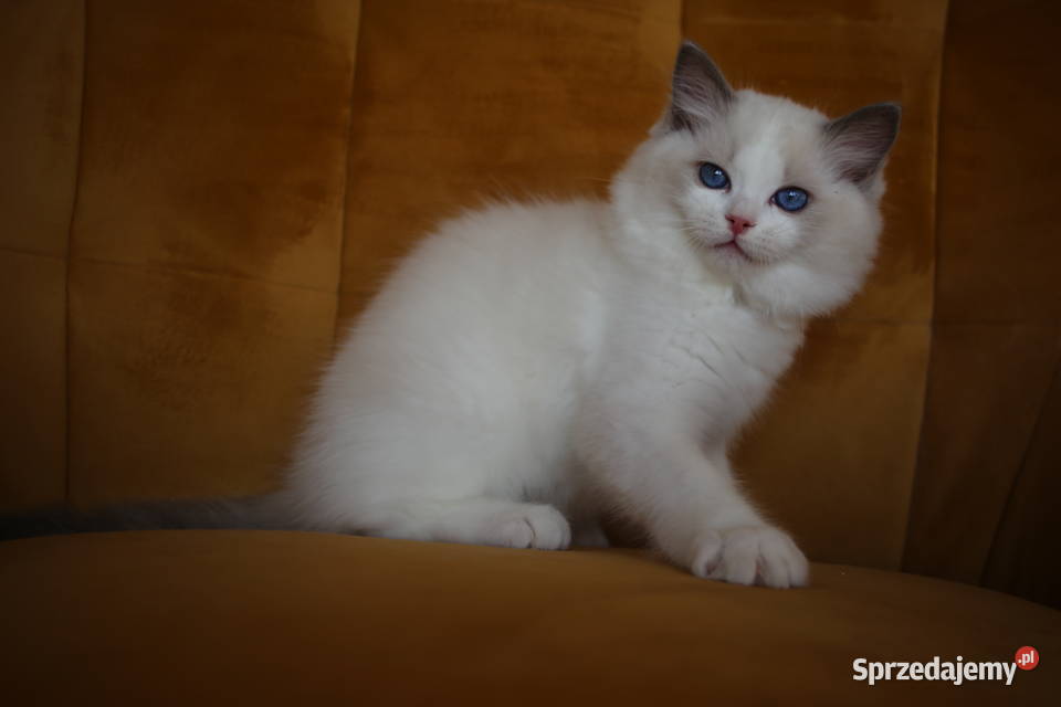 Kocurek Wedel Ragdoll z hodowli Castillo Cat
