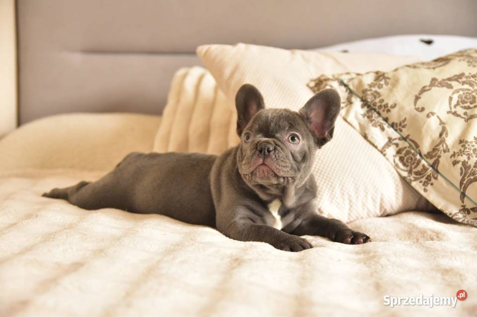 Buldog francuski sunia lilac Targanice