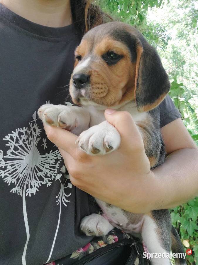 Piękny szczeniak rasy beagle podkarpackie Sanok