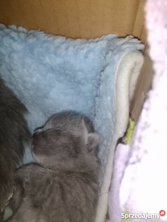 brytyjczyki rodowód FPL Koty Sosnowiec