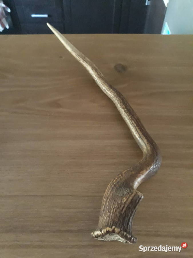 Poroże jelenia zrzuty zachodniopomorskie Węgorzyno sprzedam