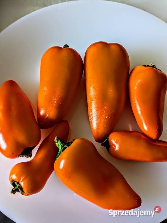 Nasiona Papryka Pomidory Ogórkiwarzyea kolekcja Kraków