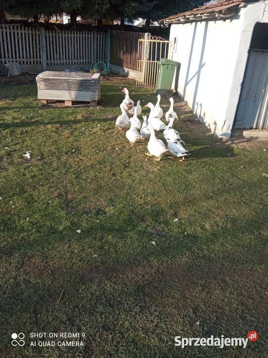 Kaczki Francuskie Drób i ptactwo podkarpackie