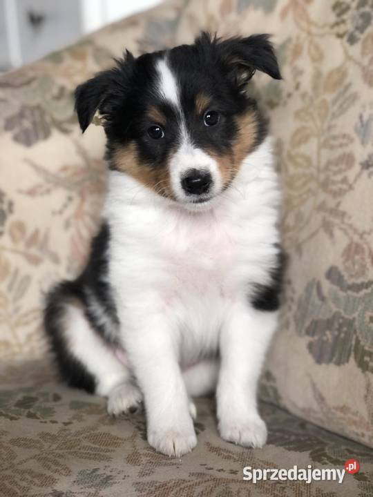 Alladin bajeczny sheltie tricolor pracujących Zwierzęta warmińsko-mazurskie Pupki