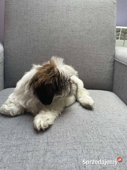 Shih tzu małopolskie Kęty sprzedam