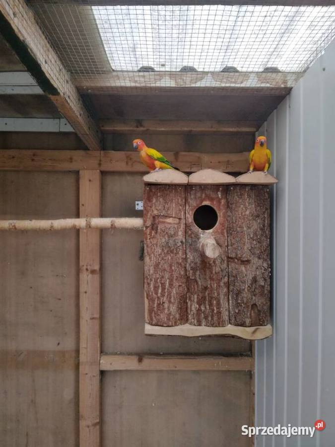 Konury słoneczne 23r i 25r wielkopolskie Prusinowo