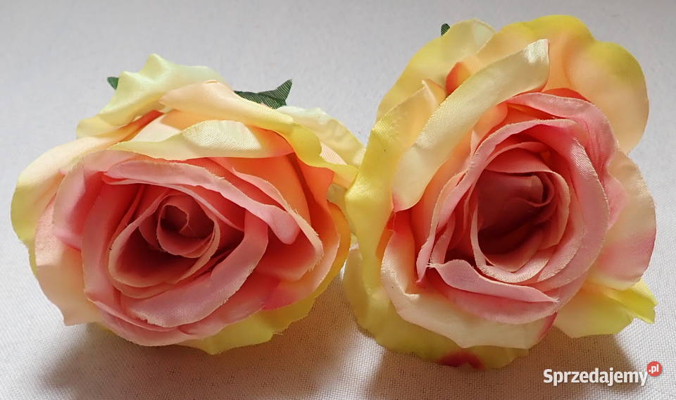 Róże rozwinięte różne kolory 1 śred 11 LA641 Siewierz