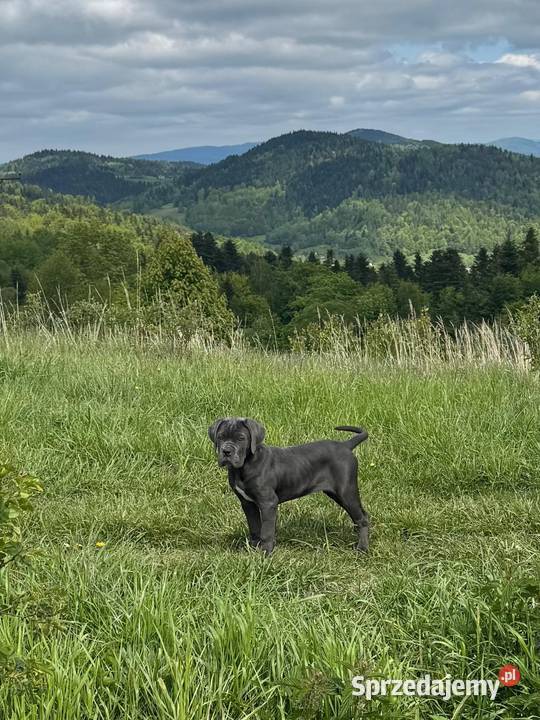 Cane Corso szara suczka ZKwPFCI śląskie Częstochowa