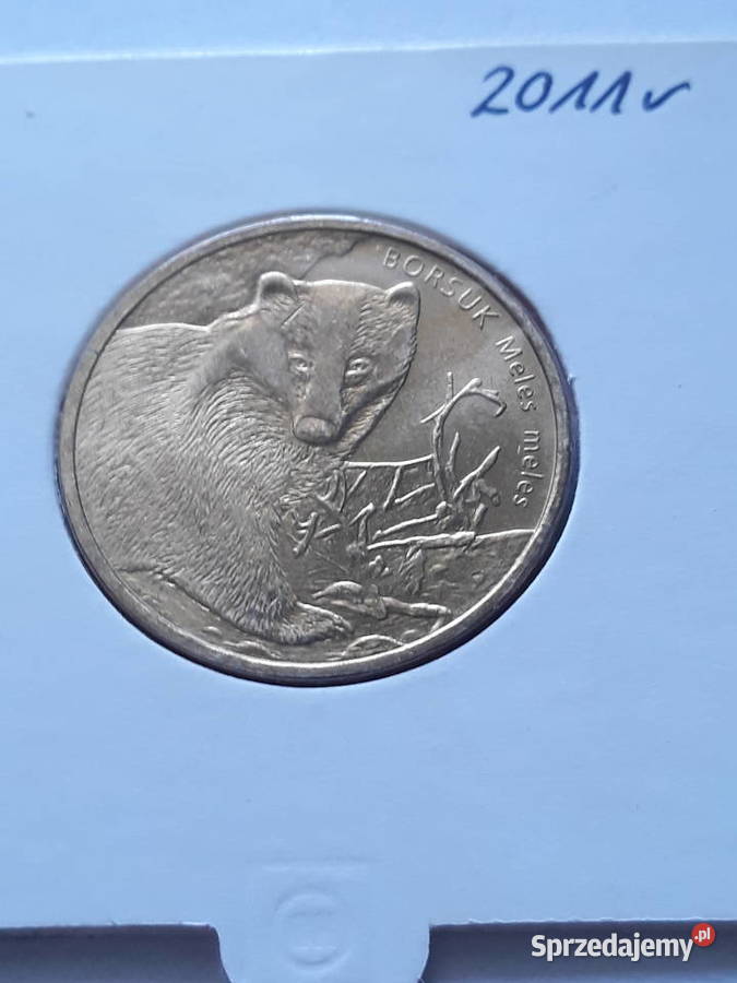 2 Borsuk 2011 rUNC wielkopolskie Konin