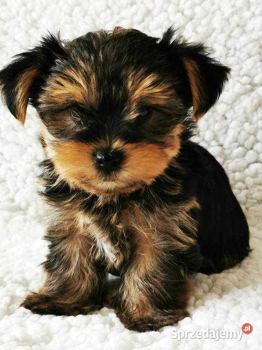 Yorki z rodowodem już do odbioru Września