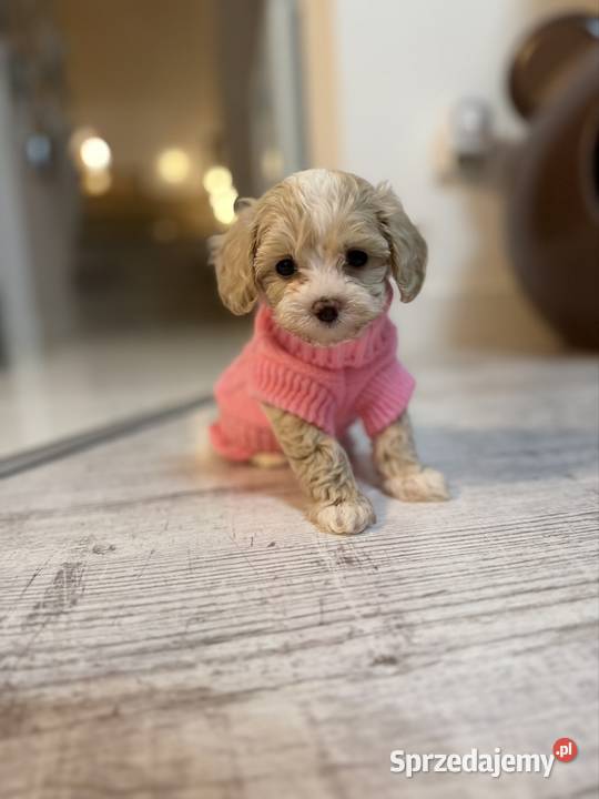 Maltipoo maleńka dziewczynka gotowa do odbioru Wadowice