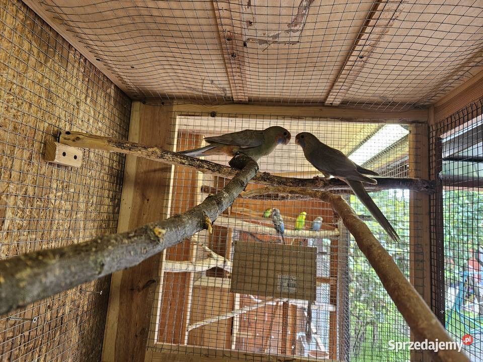 Sprzedam papugi Rozele Królewskie 2025r Rostarzewo