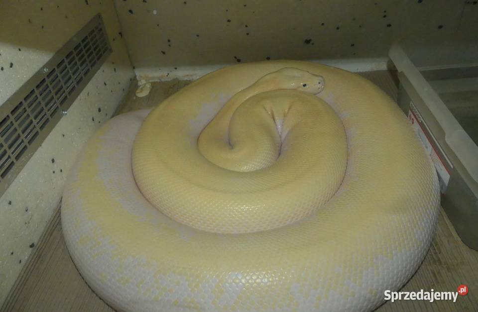 Python bivittatus Ivory para 11 Sosnowiec