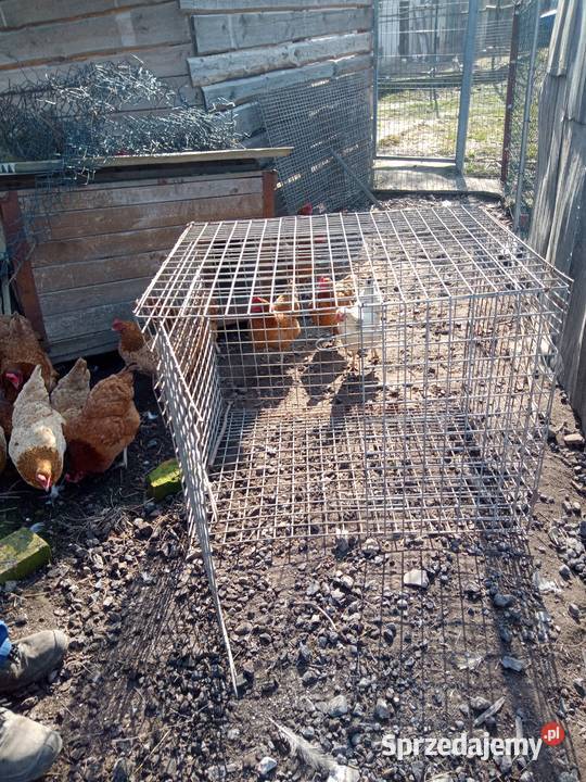 Sprzedam klatki