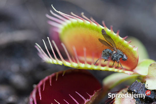 Dionaea muscipula w akcji dynamiczne pułapki Brzeg Dolny sprzedam
