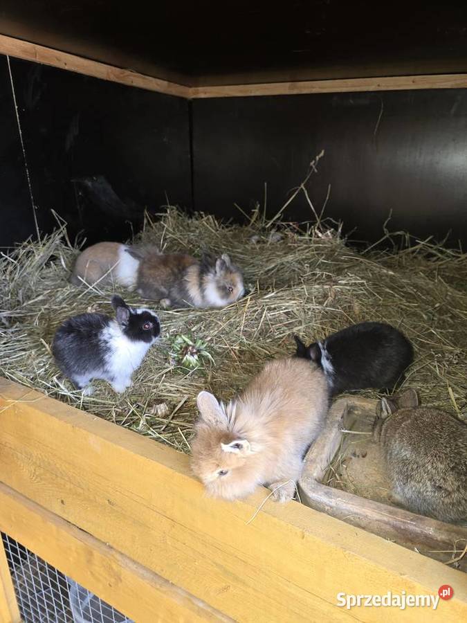 Króliki miniaturki Koszalin